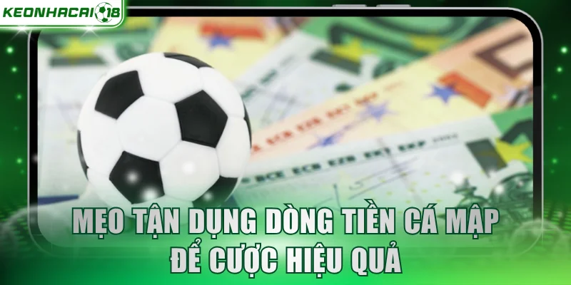 Mẹo tận dụng dòng tiền cá mập để cược hiệu quả